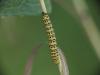 Cucullia lychnitis